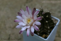 Gymnocalycium_mihanovichii_hyb-7_07_11.jpg