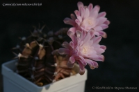 Имя файла=Gymnocalycium_mihanovichii_hyb_07_12-2.jpg
Размер файла=107КБ
Размеры=1000x665
Дата=Сент 06, 2012 Gymnocalycium_mihanovichii_hyb_07_12-2.jpg
