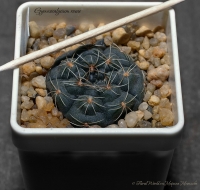 Gymnocalycium_rosae_02_13-1.jpg