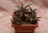 Haworthia_venosa_ssp_tesselata_5_11-1.jpg