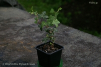 Hedera_sp-3_9_11-2.jpg