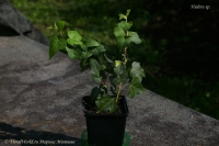 Hedera_sp-4_9_11-1.jpg