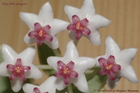 Имя файла=Hoya_bella_variegata_11_09-3.jpg
Размер файла=153КБ
Размеры=1000x665
Дата=Нояб 22, 2009 Hoya_bella_variegata_11_09-3.jpg