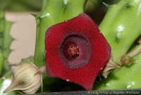 Имя файла=Huernia_keniensis_4.jpg
Размер файла=202КБ
Размеры=1000x678
Дата=Апр 12, 2008 Huernia_keniensis_4.jpg