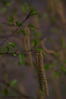 IMGP9065.jpg