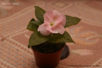 Impatiens_hybrid_pink-2_12_10-2.jpg