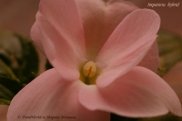 Impatiens_hybrid_pink-2_12_10-3.jpg