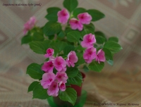 Impatiens_waleriana_hybr_pink_10-2.jpg