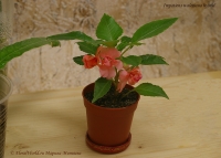 Impatiens_waleriana_hybrid_pink_11_09-1.jpg