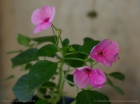 Impatiens_waleriana_pink_1-1.jpg