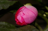 Impatiens_waleriana_pink_rose_1-1.jpg