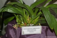 Имя файла=Kefersteinia_tolimensis_2-1.jpg
Размер файла=251КБ
Размеры=1000x665
Дата=Апр 01, 2009 Kefersteinia_tolimensis_2-1.jpg