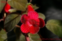 Kohleria_sp_03_13-2.jpg