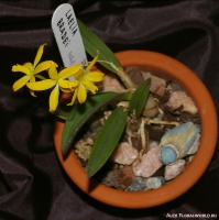 Имя файла=Laelia_bradei_2-1.jpg
Размер файла=245КБ
Размеры=882x885
Дата=Апр 01, 2009 Laelia_bradei_2-1.jpg