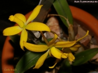 Имя файла=Laelia_bradei_2-2.jpg
Размер файла=151КБ
Размеры=855x641
Дата=Апр 01, 2009 Laelia_bradei_2-2.jpg