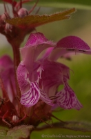 Lamium_maculatum_2008-4.jpg