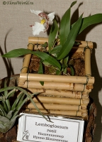Имя файла=Lemboglossum_rosii_1-1.jpg
Размер файла=201КБ
Размеры=576x800
Дата=Март 29, 2008 Lemboglossum_rosii_1-1.jpg
