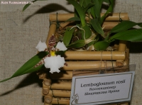 Имя файла=Lemboglossum_rossii_2-1.jpg
Размер файла=229КБ
Размеры=899x665
Дата=Апр 01, 2009 Lemboglossum_rossii_2-1.jpg