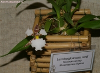 Lemboglossum_rossii_2-1.jpg