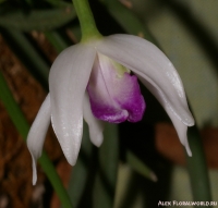 Имя файла=Leptotes_bicolor_2-1.jpg
Размер файла=108КБ
Размеры=749x716
Дата=Апр 01, 2009 Leptotes_bicolor_2-1.jpg