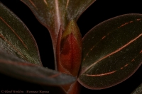 Ludisia_discolor_08_08-1.jpg