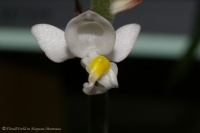 Имя файла=Ludisia_flowers_26_09_08-1.jpg
Размер файла=92КБ
Размеры=1000x665
Дата=Сент 27, 2008 Ludisia_flowers_26_09_08-1.jpg