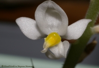 Имя файла=Ludisia_flowers_26_09_08-3.jpg
Размер файла=141КБ
Размеры=900x624
Дата=Сент 27, 2008 Ludisia_flowers_26_09_08-3.jpg