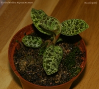 Macodes_petola_2-1.jpg