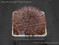 Mammillaria_duwei_02_13-1.jpg