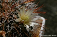 Имя файла=Mammillaria_duwei_07_11-3.jpg
Размер файла=307КБ
Размеры=1000x665
Дата=Сент 15, 2011 Mammillaria_duwei_07_11-3.jpg