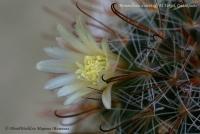 Имя файла=Mammillaria_duwei_07_11-5.jpg
Размер файла=259КБ
Размеры=1000x671
Дата=Сент 15, 2011 Mammillaria_duwei_07_11-5.jpg