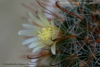 Mammillaria_duwei_07_11-5.jpg