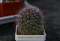 Mammillaria_duwei_07_11.jpg