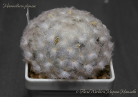 Mammillaria_plumosa_02_13-1.jpg