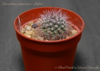 Mammillaria_zeilmanniana_albiflora_02_13-1.jpg