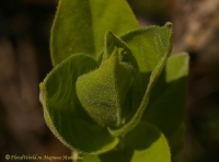 Myosotis_palustris_2008-1.jpg