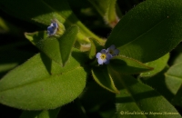 Myosotis_palustris_2008-2.jpg