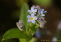 Myosotis_palustris_2008-3-1.jpg