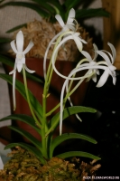 Имя файла=Neofinetia_falcata_2-1.jpg
Размер файла=199КБ
Размеры=665x1000
Дата=Апр 01, 2009 Neofinetia_falcata_2-1.jpg
