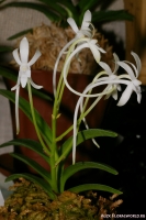 Neofinetia_falcata_2-1.jpg