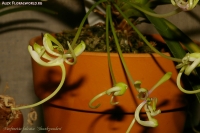 Имя файла=Neofinetia_falcata_2-3.jpg
Размер файла=199КБ
Размеры=1000x665
Дата=Март 31, 2009 Neofinetia_falcata_2-3.jpg
