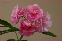 Nerium_oleander_04_12-3.jpg