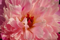 Paeonia_2008-4.jpg