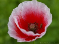 Papaver_2008-1.jpg