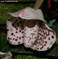 Имя файла=Paphiopedilum_bellatulum_2-1.jpg
Размер файла=141КБ
Размеры=687x700
Дата=Март 31, 2009 Paphiopedilum_bellatulum_2-1.jpg