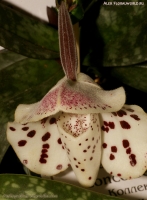 Имя файла=Paphiopedilum_conco-bellatulum_2-1.jpg
Размер файла=249КБ
Размеры=739x1000
Дата=Март 31, 2009 Paphiopedilum_conco-bellatulum_2-1.jpg