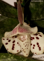 Paphiopedilum_conco-bellatulum_2-1.jpg