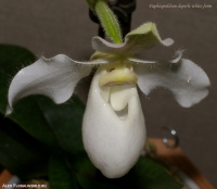 Имя файла=Paphiopedilum_deperle_white_form_2-1.jpg
Размер файла=216КБ
Размеры=1000x874
Дата=Март 31, 2009 Paphiopedilum_deperle_white_form_2-1.jpg