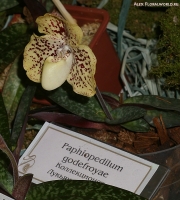 Имя файла=Paphiopedilum_godefroyae_2-1.jpg
Размер файла=281КБ
Размеры=812x900
Дата=Март 31, 2009 Paphiopedilum_godefroyae_2-1.jpg