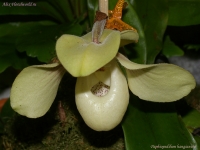 Имя файла=Paphiopedilum_hangianum_2-1.jpg
Размер файла=218КБ
Размеры=1000x751
Дата=Март 31, 2009 Paphiopedilum_hangianum_2-1.jpg